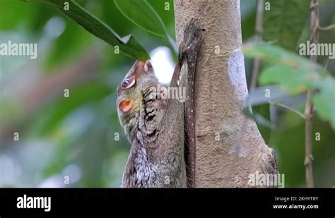 Mammal lemur flying Stock Videos & Footage - HD and 4K Video Clips - Alamy