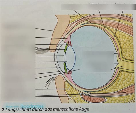 Schaubild Bau Und Funktion Des Auges Quizlet