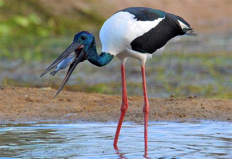 Black Necked Stork Ephippiorhynchus Asiaticus