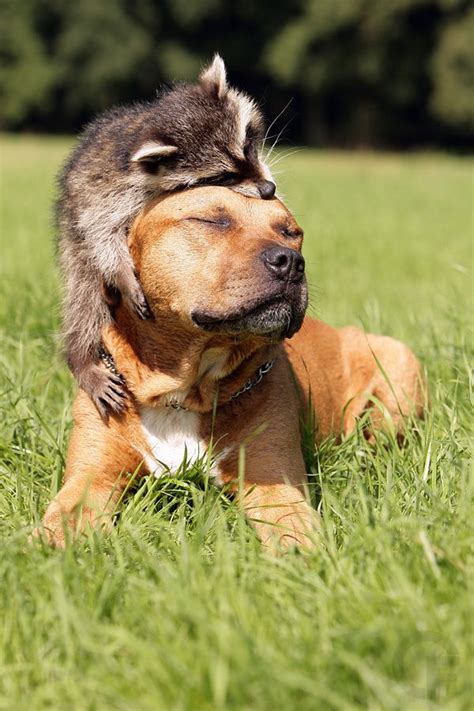 Raccoon And Dog Friendship