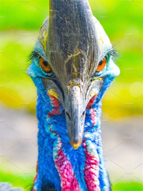 Southern Cassowary