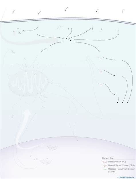 Apoptosis Signaling Pathways: R&D Systems