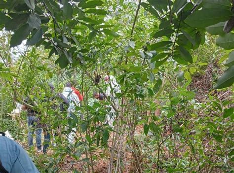 Hallan Tres Cuerpos En Cementerio Clandestino En La Ceiba