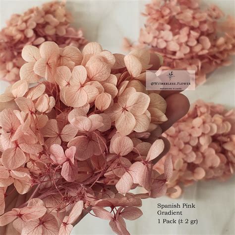 Jual 2 Gr Preserved Hydrangea Grade A Dried Flower Awetan Bunga