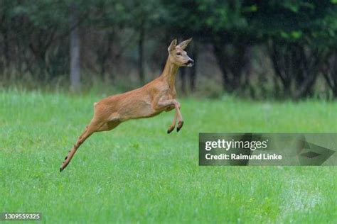 Deer Running Away Photos and Premium High Res Pictures - Getty Images