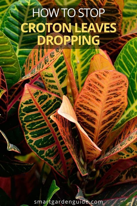 Why Is My Croton Plant Dropping Leaves And How To Fix It Smart