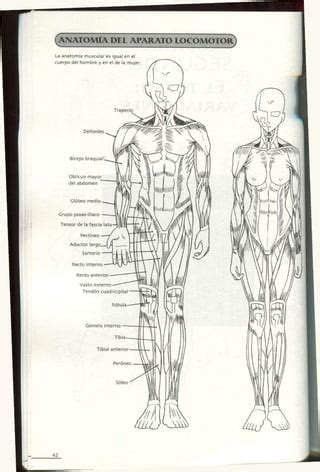 Compartir Cuerpo Anatomia Dibujo Muy Caliente Camera Edu Vn