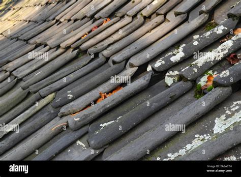 roof tiles   grey roof tiles    roof  autumn covered
