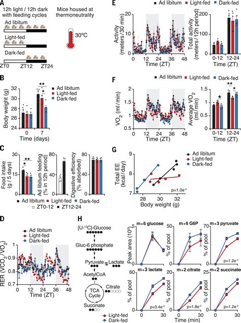 Time Restricted Feeding Mitigates Obesity Through Adipocyte