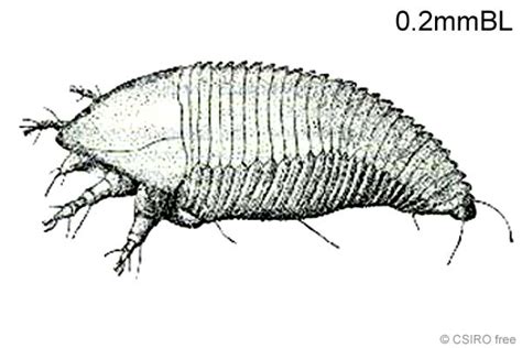 Cook Islands Biodiversity Phyllocoptruta Oleivora Citrus Rust Mite