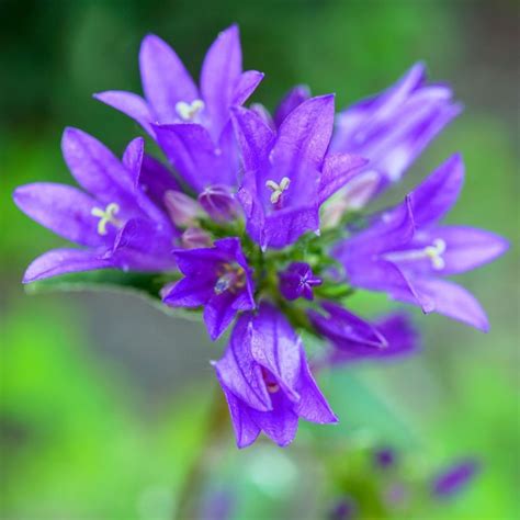 Campanula Glomerata Speciosa Klokjesbloem Vaste Tuinplanten