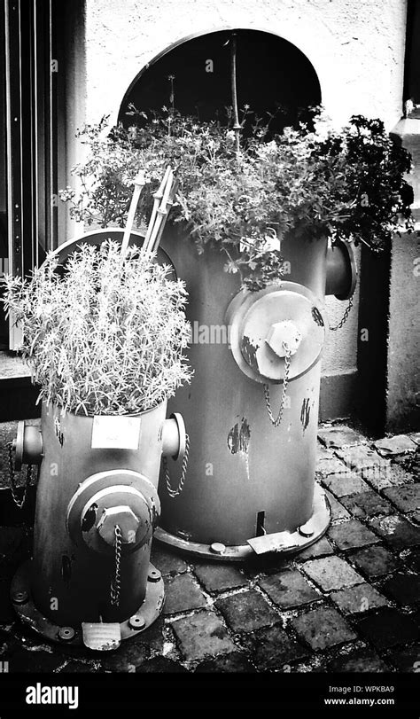 Fire Hydrant Hydrants Black And White Stock Photos And Images Alamy