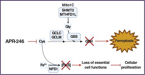 Genome Wide Crispr Screens Reveal Apr Eprenetapopt Triggers