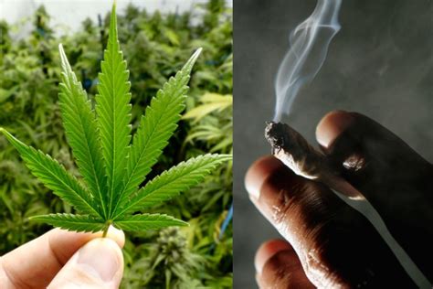 Saca Prende Y Sorprende Hoy Es El D A Mundial De La Marihuana Critica