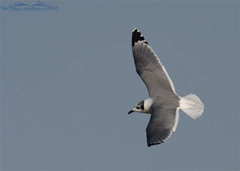 Adult Franklins Gull Flying In A Smoky Sky Mia McPherson S On The