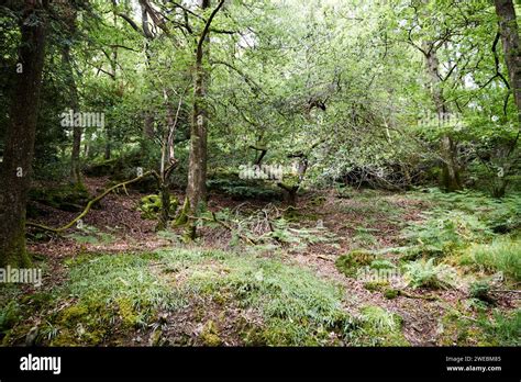 Small Clearing In Deciduous Native Woodland In The Lake District Near