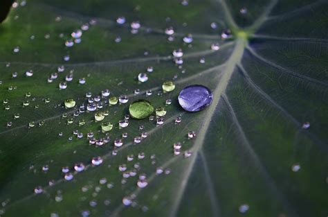 Banco de imagens árvore agua natureza grama solta orvalho