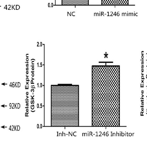 Mir 1246 Regulates Wntβ Catenin Signaling Pathway Through Targeting Download Scientific