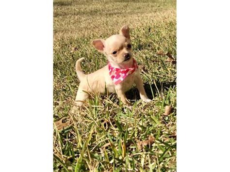 4 miniature chihuahua puppies available Anthony - Puppies for Sale Near Me