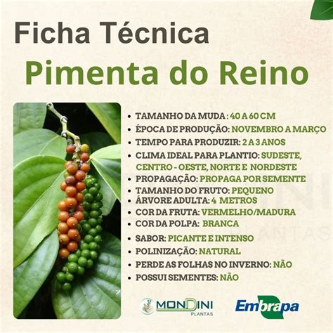 Pimenta Do Reino É Bom Para Quê - Benefícios da pimenta do reino: o tempero que absorve 2000% mais nutrientes