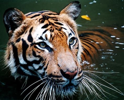 Malayan Tiger - A-Z Animals