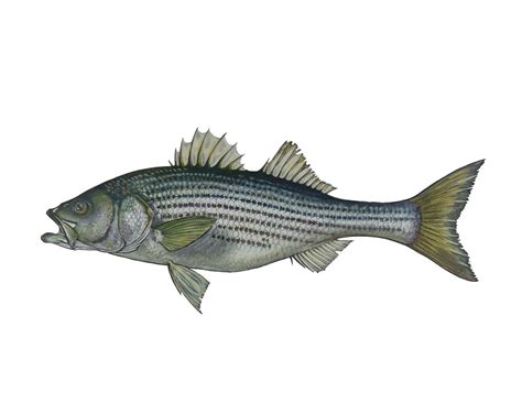 Striped Bass Clip Art