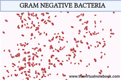 Gram Negative Bacteria Labeled