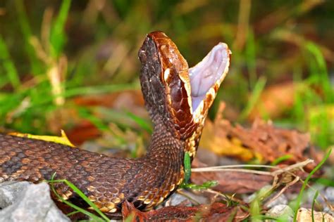 Symptoms and Treatment of a Cottonmouth Bite