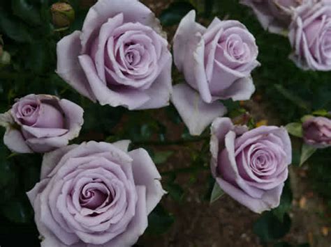 Sterling Silver | Bush Roses | Magic Garden Roses