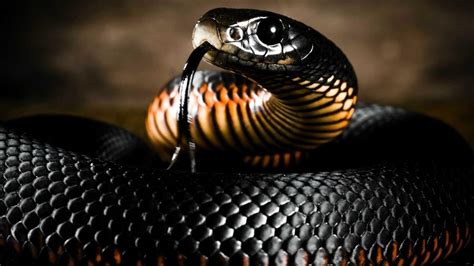 Cobra Snake Wallpapers - Top Free Cobra Snake Backgrounds - WallpaperAccess