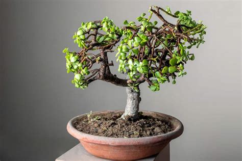 Can Jade Plants Survive Winter Outside