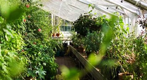 How to Design and Build Your Greenhouse Plans