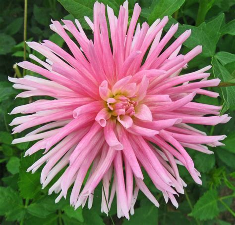 Dahlia Park Princess 3l Golden Valley Plants