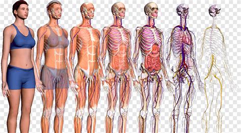 Tubuh Manusia ZygoteBody Anatomy Homo Sapiens Penjelajah Ke Dunia Baru