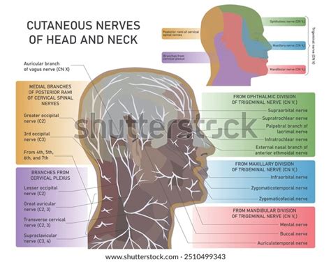 Cutaneous Nerves Head Neck Diagram Cutaneous Stock Vector Royalty Free