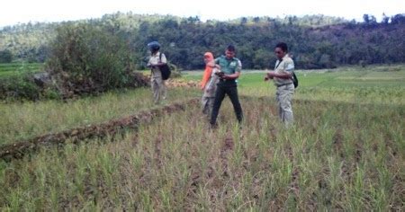 Petani Sedot Air Sungai Sungai Mengering Kebumen Ekspres Paling