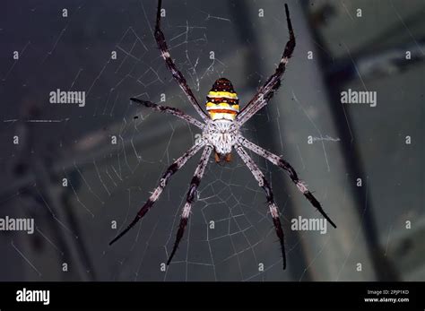 Orb Web Spider Argiope Aetherea From Hook Island Queensland