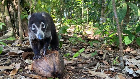 La Triste Historia Del Loro Pelado En Cuentos De La Selva