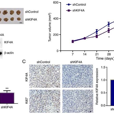 Kif A Promotes Tumor Growth Of Bc Cells In Mice A Representative