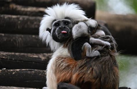 PHOTOS: Critically Endangered Baby Cotton-Top Tamarin Monkey Triplets Born at Disney's Animal ...