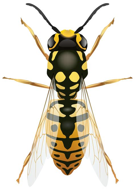 Wasp PNG Clip Art | Clipart Panda - Free Clipart Images