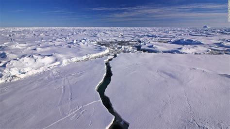 Antarctic Seals Are Helping Scientists Learn More About Melting