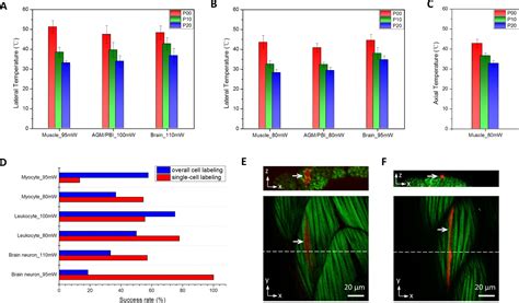 Figures And Data In In Vivo Single Cell Lineage Tracing In Zebrafish