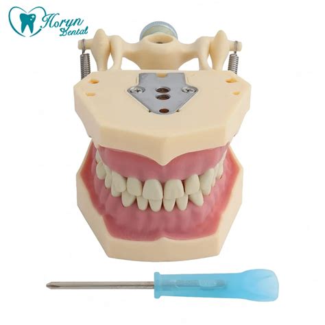 Teeth Model Fit Frasaco Dental Model Dental Teaching Model Standard