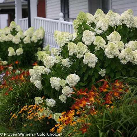 Hydrangea Paniculata Varieties | HGTV