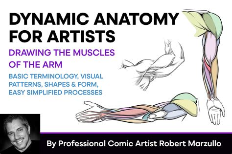 Dynamic Anatomy for Artists - Drawing the Muscles of the Arm - Design Cuts