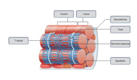 A P Lab Muscle Flashcards Quizlet