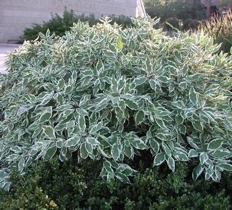 Cornus Alba Sibirica Variegata Eflora Sk