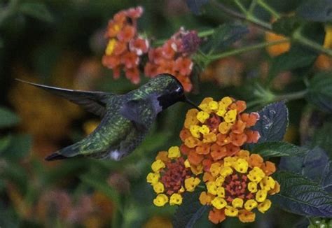 17 Plants That Attract Hummingbirds in Florida