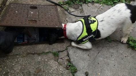 Suffolk Trading Standards Seizes Illegal Cigarettes Found In Manhole